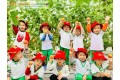 THU HOẠCH QUẢ CÀ CHUA CÙNG CÁC CHÚ GẤU NHỎ